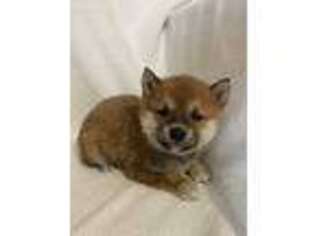 Shiba Inu Puppy for sale in Ashland, OH, USA