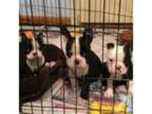 Boston Terrier Puppy for sale in WEST RIVER, MD, USA