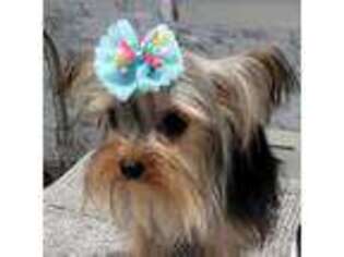 Yorkshire Terrier Puppy for sale in Winter Haven, FL, USA