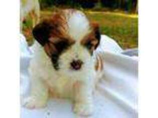 Lhasa Apso Puppy for sale in Houlton, ME, USA
