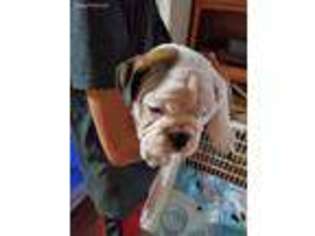 Bulldog Puppy for sale in Lake City, MI, USA