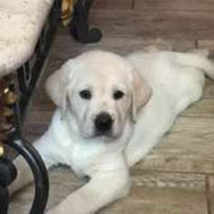 Labrador Retriever Puppy for sale in Phoenix, AZ, USA