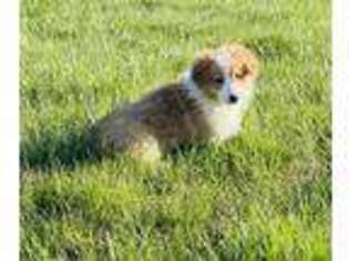 Pembroke Welsh Corgi Puppy for sale in Saint Louis, MO, USA