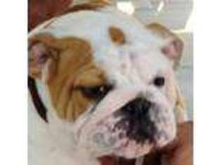 Bulldog Puppy for sale in Tuscola, IL, USA