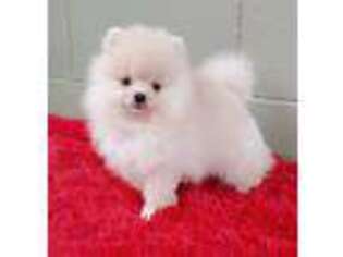 Pomeranian Puppy for sale in San Luis Obispo, CA, USA