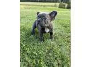 French Bulldog Puppy for sale in New Philadelphia, OH, USA