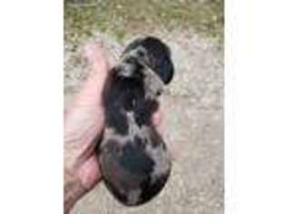 Dachshund Puppy for sale in Niangua, MO, USA
