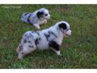 Australian Shepherd Puppy for sale in Tuscaloosa, AL, USA