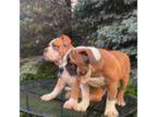 Olde English Bulldogge Puppy for sale in Worthington, MN, USA