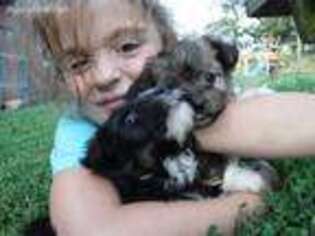 Mutt Puppy for sale in Gallipolis, OH, USA