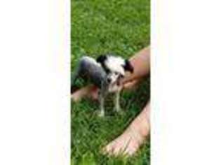 Chinese Crested Puppy for sale in Morrison, TN, USA