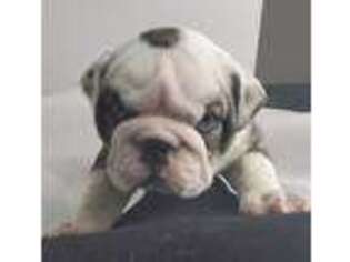 Bulldog Puppy for sale in Brownfield, ME, USA