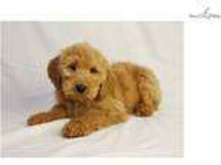 Goldendoodle Puppy for sale in Des Moines, IA, USA