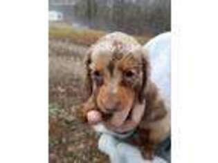 Dachshund Puppy for sale in Bradleyville, MO, USA