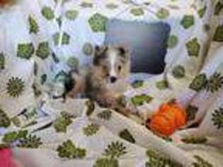 Miniature Australian Shepherd Puppy for sale in Vinemont, AL, USA