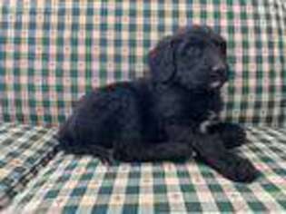 Goldendoodle Puppy for sale in Hanoverton, OH, USA