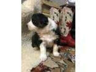 Australian Shepherd Puppy for sale in Brooks, GA, USA