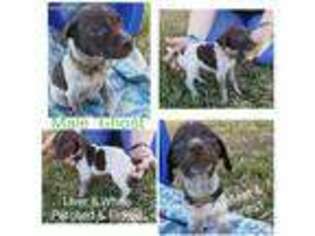 German Shorthaired Pointer Puppy for sale in Cedar Creek, TX, USA