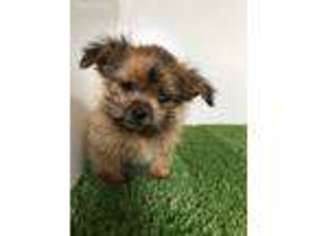 Yorkshire Terrier Puppy for sale in Montclair, NJ, USA
