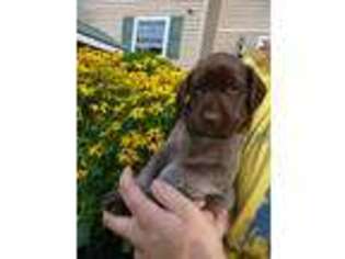 German Shorthaired Pointer Puppy for sale in Rexville, NY, USA