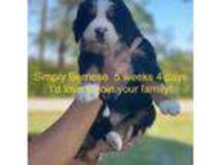 Bernese Mountain Dog Puppy for sale in Mexico, MO, USA
