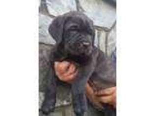Cane Corso Puppy for sale in Roaring River, NC, USA