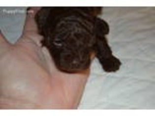 Mutt Puppy for sale in Tuskahoma, OK, USA