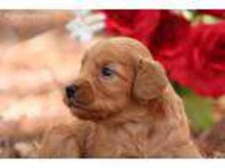 Goldendoodle Puppy for sale in Morrison, TN, USA