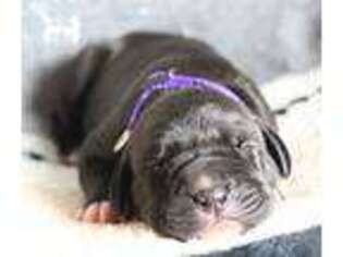 Great Dane Puppy for sale in Durant, OK, USA