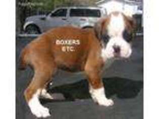 Boxer Puppy for sale in Nicholls, GA, USA