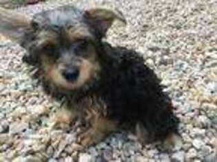 Yorkshire Terrier Puppy for sale in Torrington, CT, USA