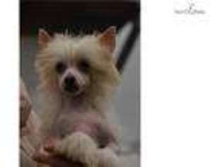 Chinese Crested Puppy for sale in Houston, TX, USA