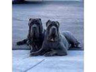 Neapolitan Mastiff Puppy for sale in Indian Springs, NV, USA