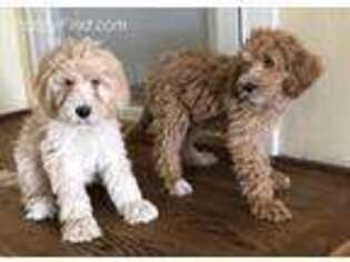 Labradoodle Puppy for sale in Garrettsville, OH, USA