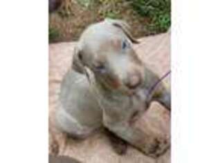 Doberman Pinscher Puppy for sale in Gainesville, GA, USA