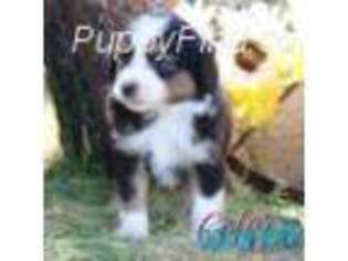 Australian Shepherd Puppy for sale in Cedar City, UT, USA