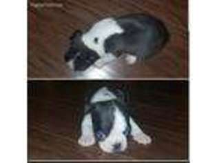 Boston Terrier Puppy for sale in Mullins, SC, USA