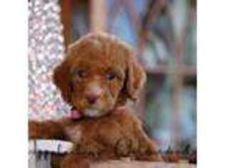 Goldendoodle Puppy for sale in Atlanta, GA, USA
