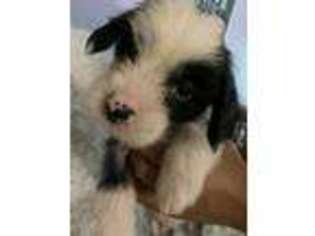 Chinese Crested Puppy for sale in Miami, FL, USA