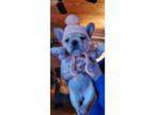 French Bulldog Puppy for sale in Crystal Lake, IL, USA