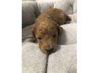 Mutt Puppy for sale in Gaylord, MN, USA