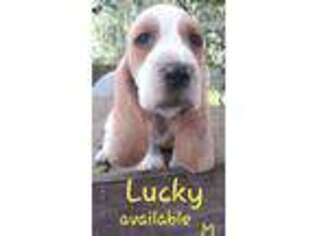 Basset Hound Puppy for sale in New Port Richey, FL, USA