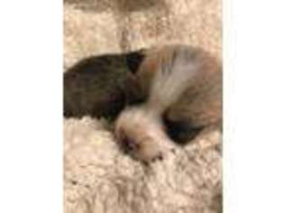 Pembroke Welsh Corgi Puppy for sale in Lincoln, AR, USA