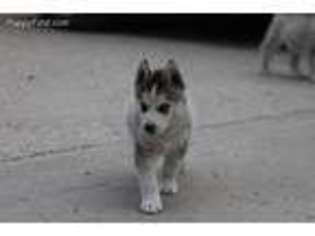 Siberian Husky Puppy for sale in Elizabeth, CO, USA