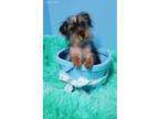Yorkshire Terrier Puppy for sale in Bokchito, OK, USA