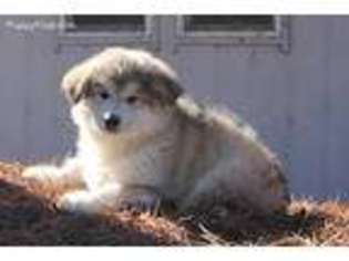 Alaskan Malamute Puppy for sale in John Day, OR, USA