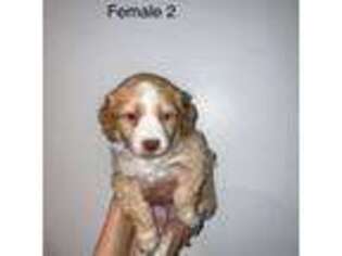 Mutt Puppy for sale in Coolidge, AZ, USA