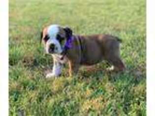 Bulldog Puppy for sale in Greenbrier, AR, USA