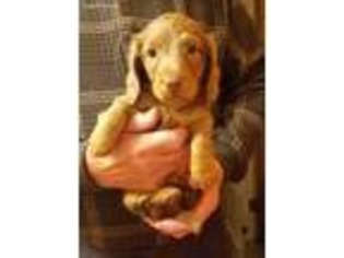 Dachshund Puppy for sale in Redford, MI, USA