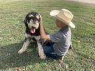 Mutt Puppy for sale in Elm Mott, TX, USA